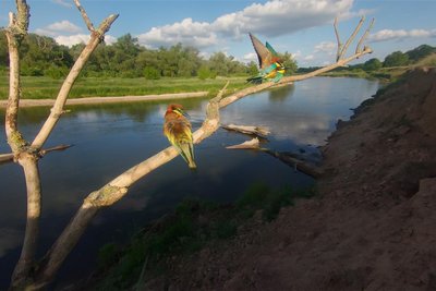 Auch dieser bunte Vogel ist an der sächsischen Mulde in Nordsachsen heimisch: der Bienenfresser.