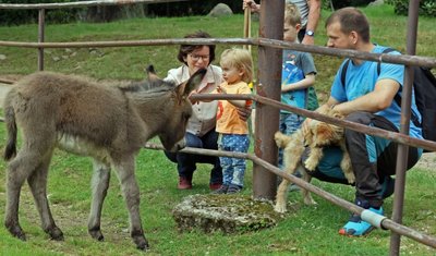 Die kleine Eselstute scheint Kinder zu mögen. Ohne Scheu kommt sie an den Zaun, das begeistert auch diese Familie.