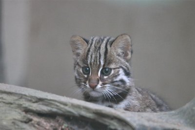 Wissbegierig schaut das Amurkatzen-Junge, das im Chemnitzer Tierpark zur Welt kam, in seine Umgebung.