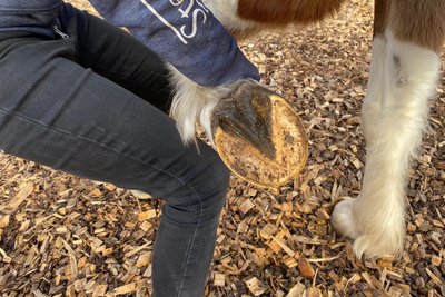 Stellen Pferdebesitzer ihre Tiere bei der Pferde-Osteopathin Anja Haustein vor, untersucht diese unter anderem die Gelenke der Pferde.