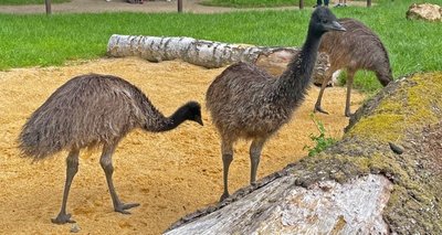 Drei junge Emus sind im ehemaligen Wisentgehege eingezogen. Ein kurzer Pfad führt die Besucher ein Stück in die Anlage hinein. 