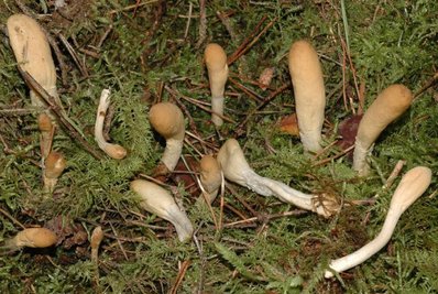 Das Ledergelbe Pustelkeulchen.