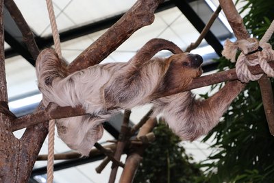 Mit dem 20 Jahre alten Faultiert Táta erhofft sich der Tierpark neuen Nachwuchs.