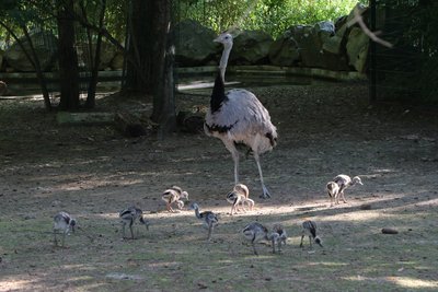 Die Nandu-Kücken sind bereits in der Südamerika-Anlage unterwegs.