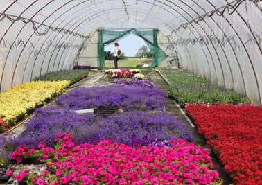 In den Gewächshäusern der Gärtnerei Gränz in Langenchursdorf stehen tausende Balkonblumen zum Verkauf bereit. Die Kaufzurückhaltung hat den Gartenbaubetrieb kalt erwischt. Alle Pflanzen, für die sich in den nächsten Tagen keine Käufer finden, müssen entsorgt werden. 