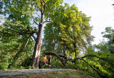 Der Radweg an der Weißen Elster war nicht mehr passierbar. Tino Eichelkraut und Laila Franz von der Abteilung Baumpflege der städtischen Gebäude- und Anlagenverwaltung begutachteten die Schäden. Laila Franz: "Wir bitten um Verständnis, wenn viele gemeldete Schäden erst im Lauf der kommenden Woche angeschaut werden können."