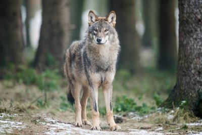 Ist Mittelsachsen nun auch sein Revier? Ein Wolf im Wald, hier allerdings in einem Wildgehege (Symbolfoto).