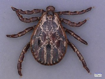 Die Auwaldzecke ist etwa vier Millimeter groß und geht aktiv auf Wirtssuche. Sie bevorzugt aber Wildtiere.