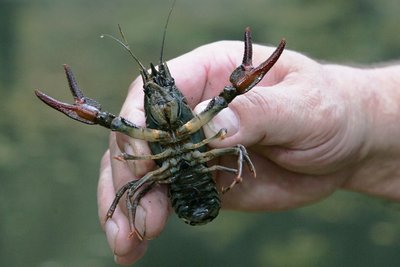 Eine seltene Tierart wurde 2018 im Fickergrundbach entdeckt: Edelflusskrebse. Was passiert mit ihnen während der Bauzeit? 
