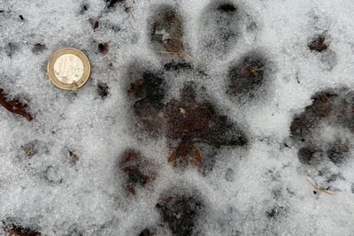 Am 1. Januar entdeckte der Jäger bei Penig eine Wolfsspur im Schnee.