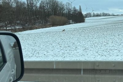 Ein zweiter Wolf, gesichtet nach dem Unfall bei Penig.