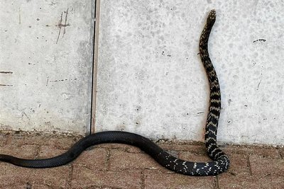 Eine Zornnatter hatte sich im Juni in ein Carport an der Straße Zum Steinpleiser Bahnhof verirrt. Die Feuerwehr fing das 1,50 Meter lange Tier ein.