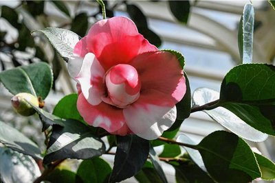 In diesem Jahr ist die italienische Region Toskana mit ihren Blüten, Kamelienbildern und Schmuck einer italienischen Künstlerin vertreten.