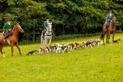 Die Beagle-Meute ist stets ein Magnet zur Fuchsjagd in Rittersgrün