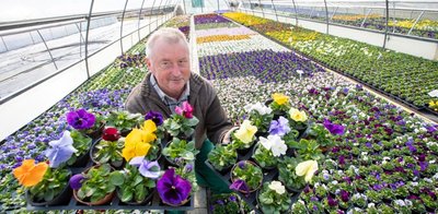 Volker Enk, Seniorchef in der Gärtnerei Schlücker in Neundorf, beginnt mit der Auslieferung für die Frühjahrsbepflanzung. Dieses Jahr sollen die Anlagen in Bad Elster und Bad Brambach zum Teil wieder nach historischen Plänen bepflanzt werden: kleinere, zartere Blüten weisen die Sorten auf. 