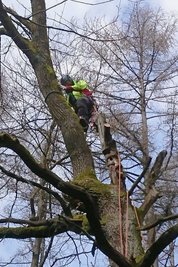 An anderer Stelle in Gelenauer Revier schneiden Baumsteiger - hier Tobias Bach auf einer Eiche - Hochstubben zurecht. 