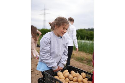 Für die 25 Kinder ging es am Montag auf den Guidohof nach Limbach-Oberfrohna zum Kartoffelernten.