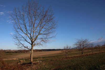 Am besten wächst die Roteiche als Solitärbaum.