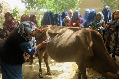 Ein Bild aus vergangener Zeit: Afghanische Frauen lernten in einem der deutschen Hilfsprojekte durch Anschauung und Training, wie Hygiene mit Milchkühen richtig angewendet wird. 