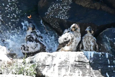 Drei junge Wanderfalken „wohnen“ derzeit hoch oben in der Felsenwand an der Freiberger Mulde.