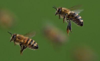 Ein Bienenstich auf dem Weg zur oder von der Arbeit kann rechtlich als Arbeits- oder Dienstunfall anerkannt werden.