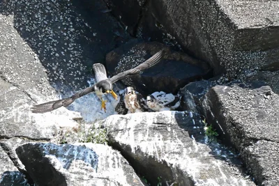 Ein Altvogel hebt ab zur Nahrungssuche.