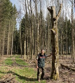 In diesem Buchenbestand hat der Revierförster Tobias Hamm von Harvestern Hochstubben als stehende Habitate erzeugen lassen.