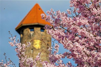 Die Kirschblüten scheinen den Auerbacher Schlossturm zu überwuchern.