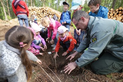 Ullrich Göthel, Leiter des Forstreviers Grüna, mit den Kinder der Kita "Groß und Klein" beim Pflanzen von Kastanienbäumchen.