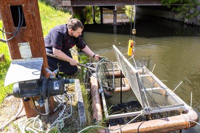 Küchenchef Tobias Kühnel entnimmt fangfrische Saiblinge aus den Gitterboxen in der Zschopau. Rund die Hälfte der Speisekarte der Wasserschänke besteht aus Fischgerichten.