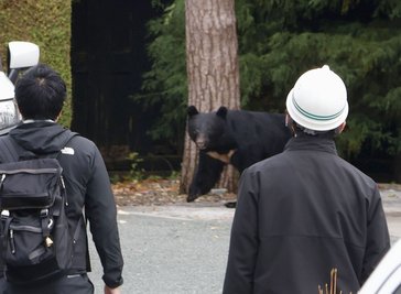 In Japan kommt es seit Jahren vermehrt zu gefährlichen Begegnungen zwischen Bären und Menschen. So wie hier in der Präfektur Iwate. In Fukushima hat nun ein Schwarzbär mehrere Menschen angegriffen. (Archivbild) 