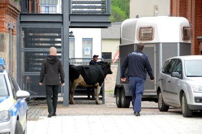 Eine der Ausreißerinnen wird in einen Viehtransporter geführt.