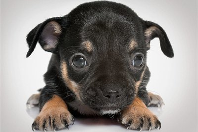 Resultat von Qualzucht: ein Chihuahua-Welpe. 