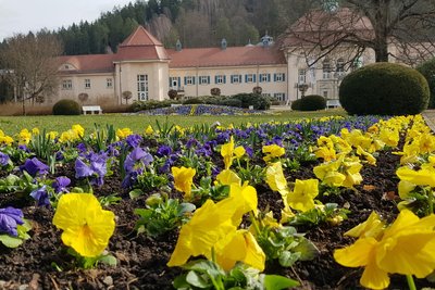 40.000 Frühblüher werden in diesen Tagen in Bad Elster in die Erde gebracht.