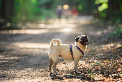 Der Altdeutsche Mops Emma beim Spaziergang.