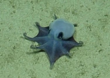Der winzige blaue Oktopus ist in etwa so groß wie ein Golfball. 