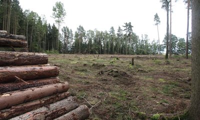 Kahlschläge, wie hier auf Fraureuther Flur, sind in den hiesigen Wäldern oft zu sehen. Grund sind Borkenkäferbefall, aber auch die zurückliegenden Dürrejahre, die die Bäume zusätzlich geschwächt haben. 