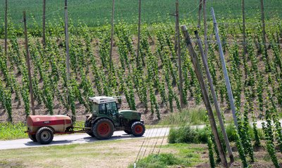 Ein bayerischer Hopfenpflanzer bei der Arbeit (Archiv)