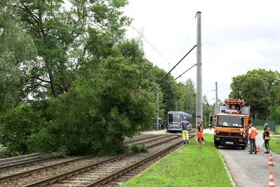 Auf der Linie 1 stürtze ein Baum auf die Gleise.