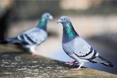 Die Stadttauben: Für die einen sind sie ein Friedenssymbol, für andere sind sie lästige Vögel. 