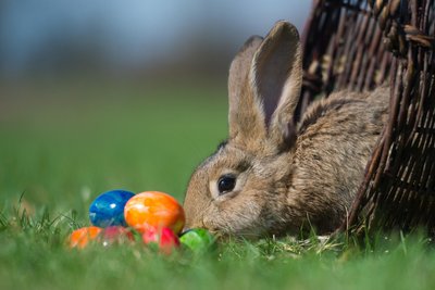 Der Osterhase ist am langen Osterwochenende in der ganzen Region unterwegs.