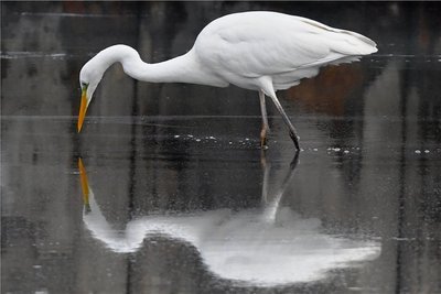 ARCHIV - 01.02.2018, Brandenburg, Peitz: Ein Silberreiher schreitet durch das Wasser. (zu dpa "WILD-Bericht: Silberreiher breiten sich in Deutschland aus") Foto: Patrick Pleul/dpa-Zentralbild/dpa +++ dpa-Bildfunk +++
