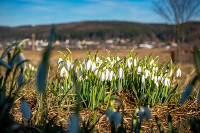Wetterrückblick: Die Sonne der letzten Februartage reichte aus, um die ersten Schneeglöckchen wie hier an der Bundesstraße 171 sprießen zu sehen.
