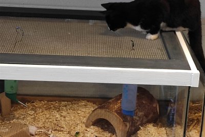 Süße Maus beobachtet süße Mäuse.
