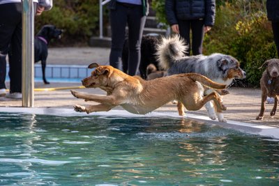 Mit weiten Sprüngen ab ins Becken: Labrador-Hündin Bonnie hat sichtlich Spaß beim Abbaden in Raschau.