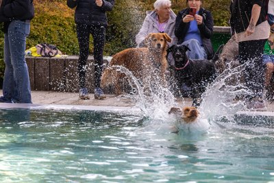 Und platsch. Während einige Hunde lieber vom Beckenrand aus zusahen, genossen andere das Element Wasser in vollen Zügen.