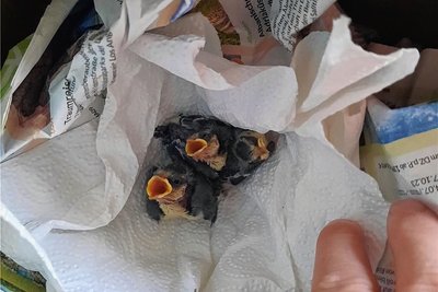 Beinahe wären die drei Blaumeisenbabys gestorben wie zwei ihrer Geschwister. Evelyn Pilz und ihre Familie aus Mühlau nahmen sie unter ihre Fittiche. Jetzt sind sie ausgeflogen.