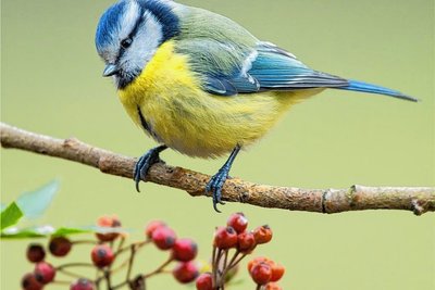 Blaumeisen mögen sehr gern wilde Gärten mit vielen Pflanzen. Sie verbleiben nach dem Schlüpfen als Standvögel meist am jeweiligen Ort.