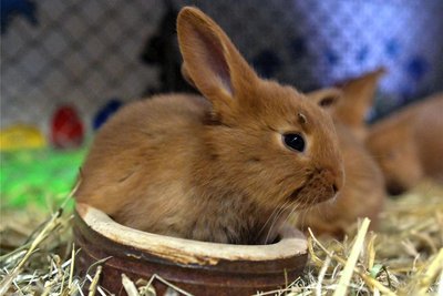 Die Tierfamilie, die die Wahl zum schönsten Osterhasen gewonnen hat, stammt aus der Zucht des Lugauers Karl Wolf – hier eines der Jungtiere.