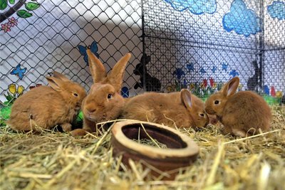 Die Tierfamilie, die die Wahl zum schönsten Osterhasen gewonnen hat, stammt aus der Zucht des Lugauers Karl Wolf.